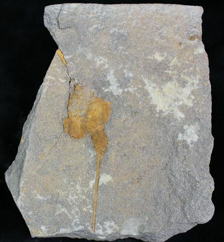 Carpoid (Dendrocystites?) Fossil - Morocco #28052